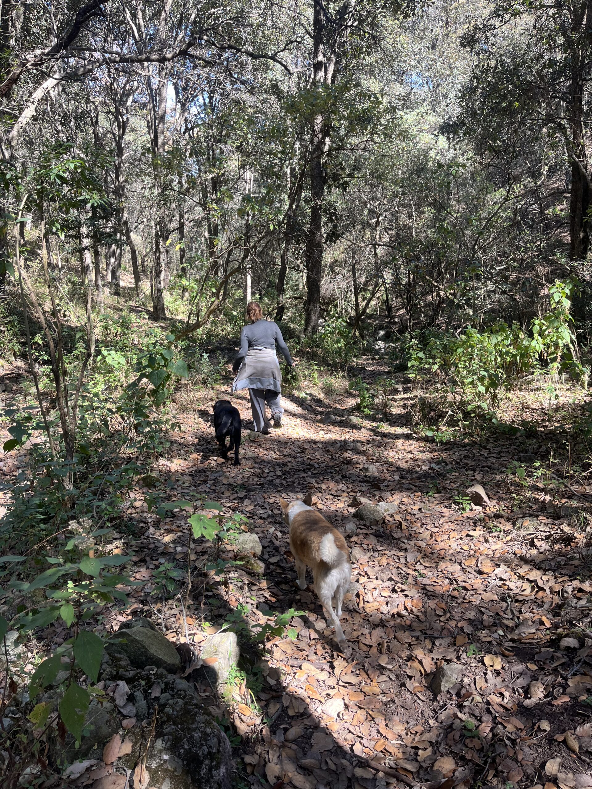 Imagen de expedición